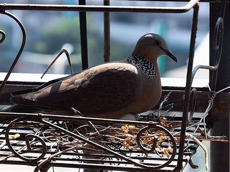 斑鳩死前的徵兆|隨處可見的斑鳩能不能吃，為何說吃斑鳩危害很大？它不會築巢？。